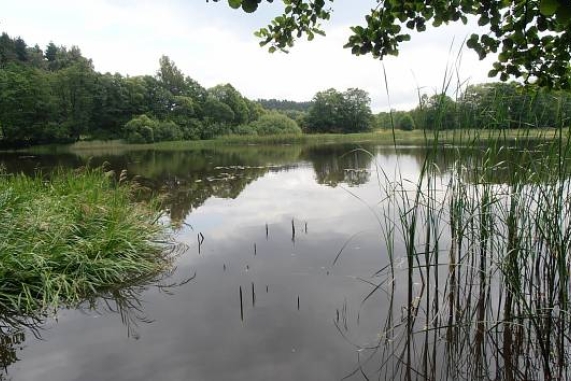 Rybník Velká Kamenice